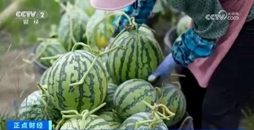 新疆网红吃瓜视频大全集,趣味横生的美食之旅 第3张 新疆网红吃瓜视频大全集,趣味横生的美食之旅 第3张